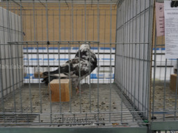 XIV Concurso Exposición de Palomas de Raza en Mula 2024